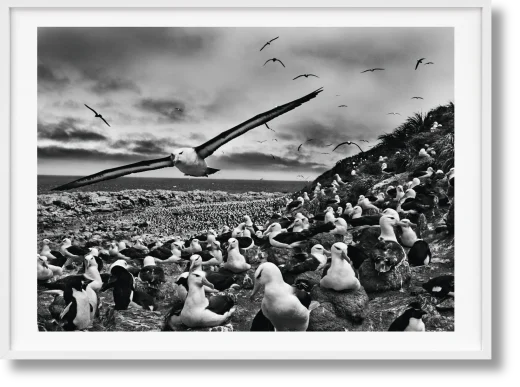 Sebastião Salgado. Genesis. Art Edition No․ 201–300 'Black-Browed