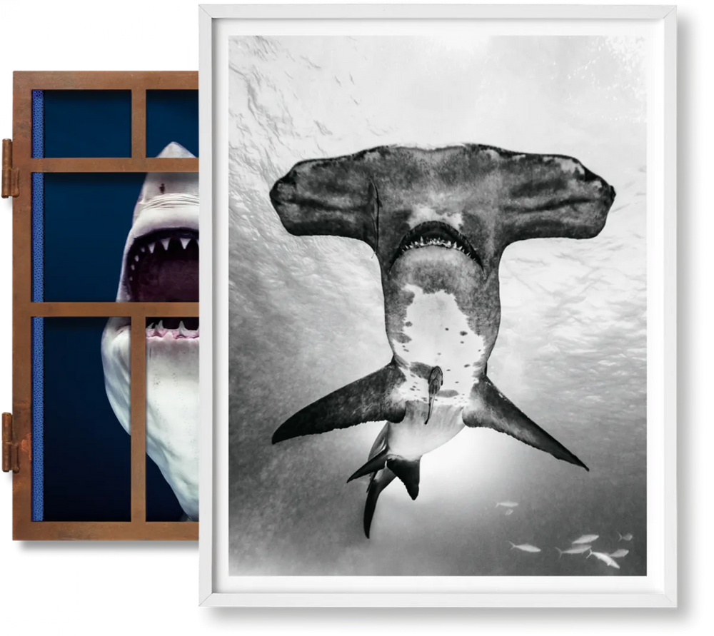 Michael Muller. Sharks, Art Edition No․ 101–200 ‘Under Study’ Print Books Taschen   