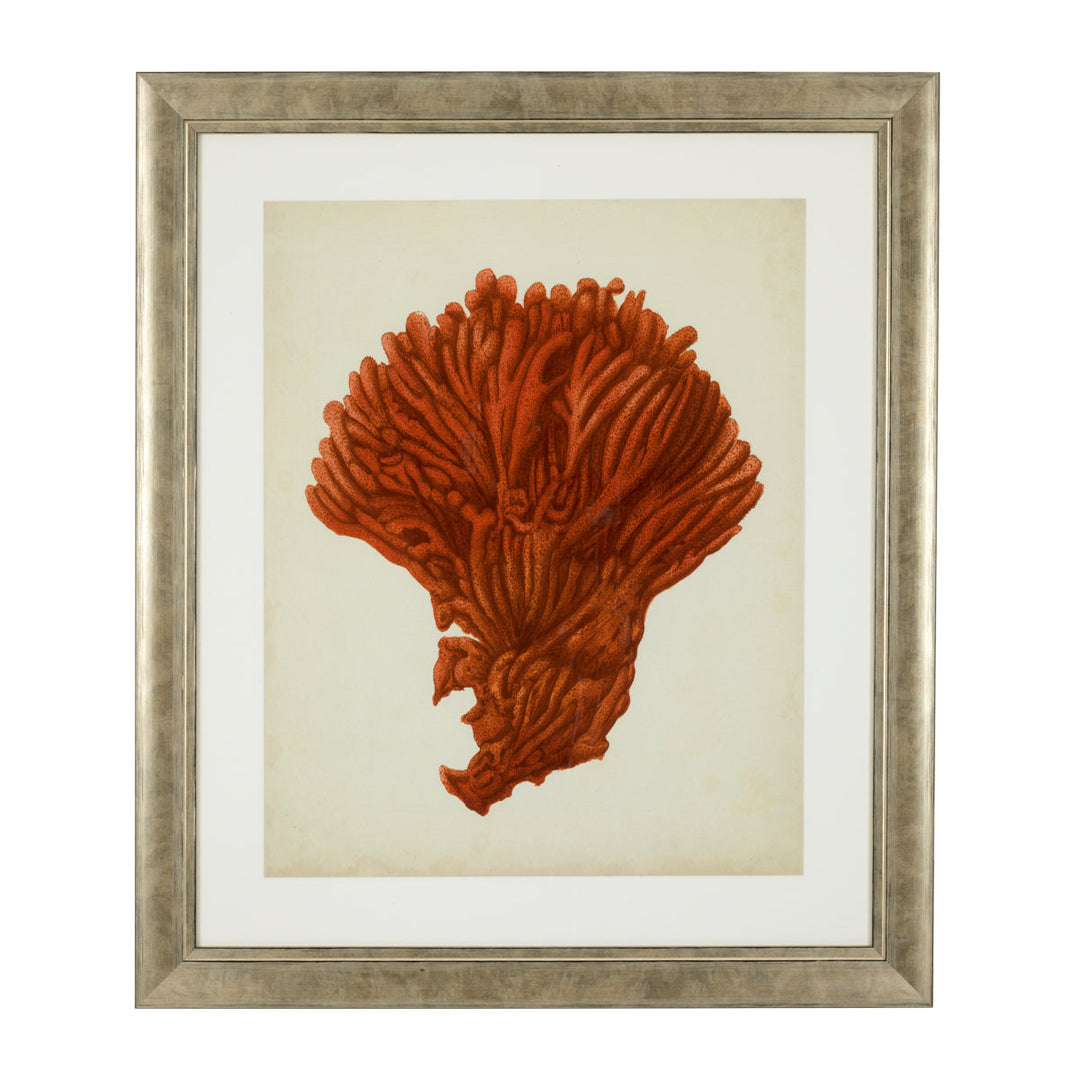 Prints Antique Red Corals Set Of 6 Accessories Eichholtz