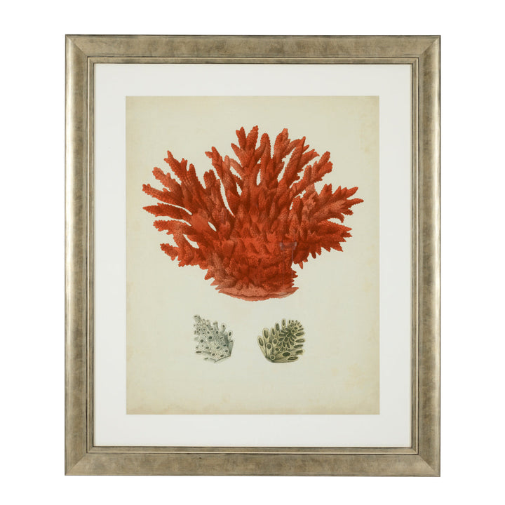 Prints Antique Red Corals Set Of 6 Accessories Eichholtz