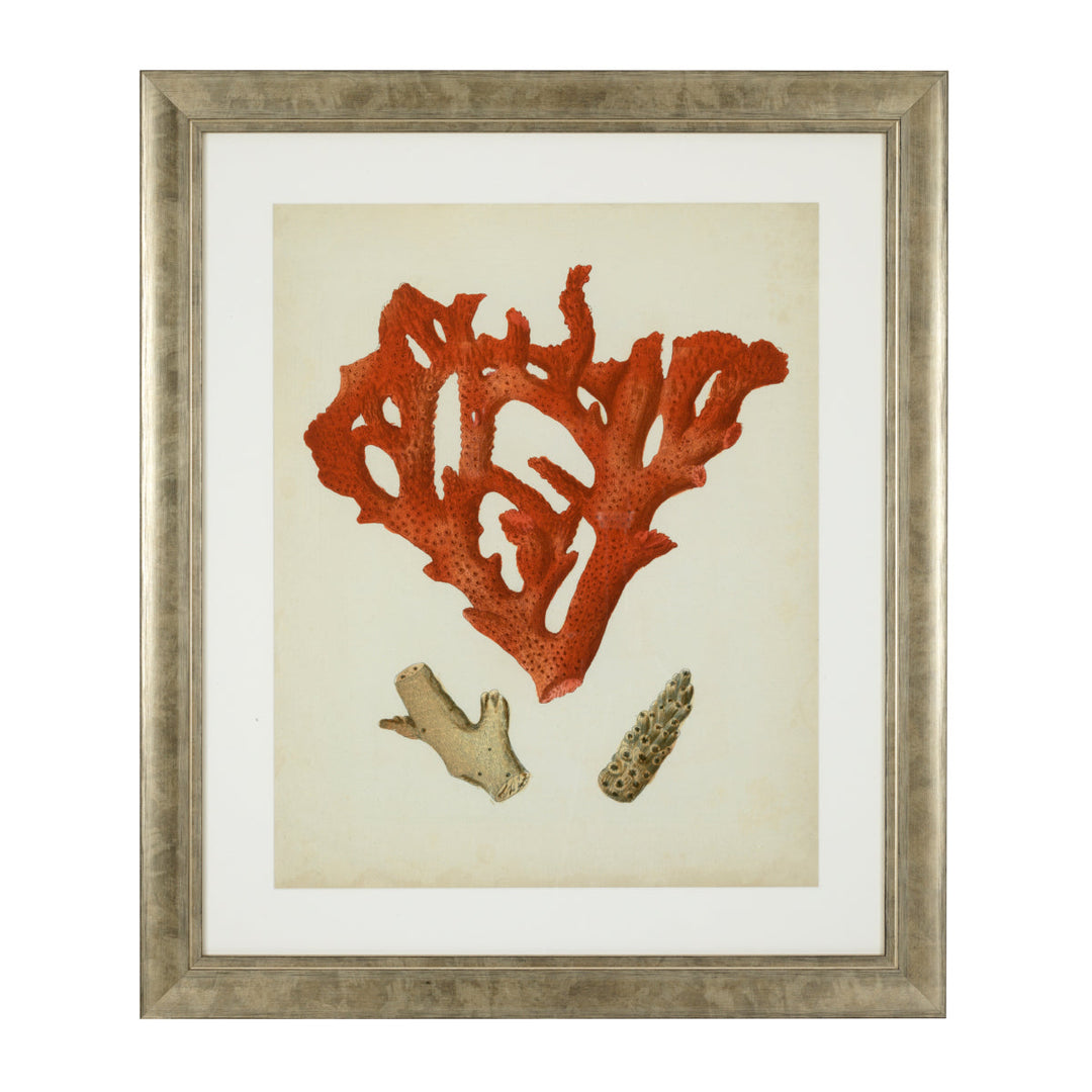 Prints Antique Red Corals Set Of 6 Accessories Eichholtz
