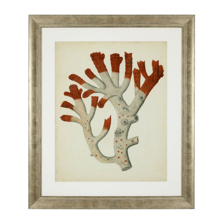 Prints Antique Red Corals Set Of 6 Accessories Eichholtz