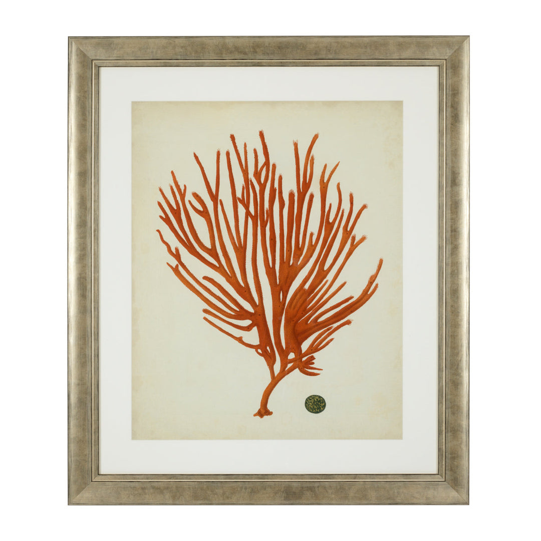 Prints Antique Red Corals Set Of 6 Accessories Eichholtz
