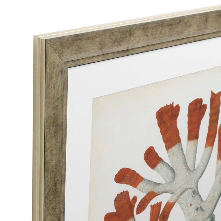 Prints Antique Red Corals Set Of 6 Accessories Eichholtz