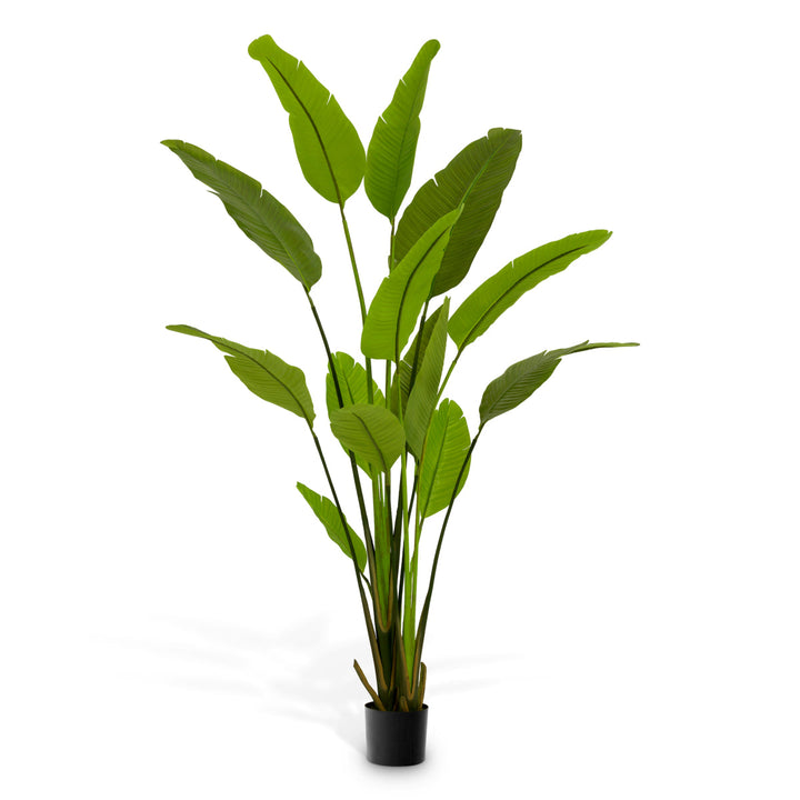 Artificial Plant Strelitzia M New Collection - January 2026 Eichholtz