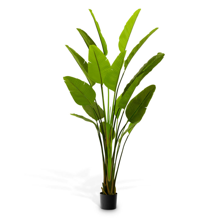Artificial Plant Strelitzia L New Collection - January 2026 Eichholtz