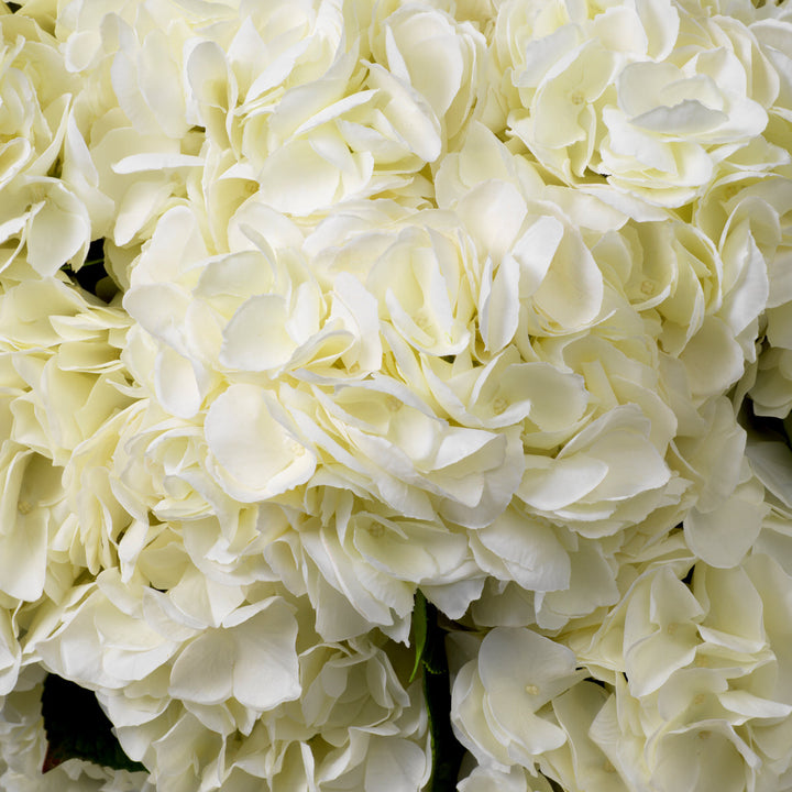 Bouquet Of Hydrangeas Real Touch 48 Pcs/2 Varietie Accessories Eichholtz