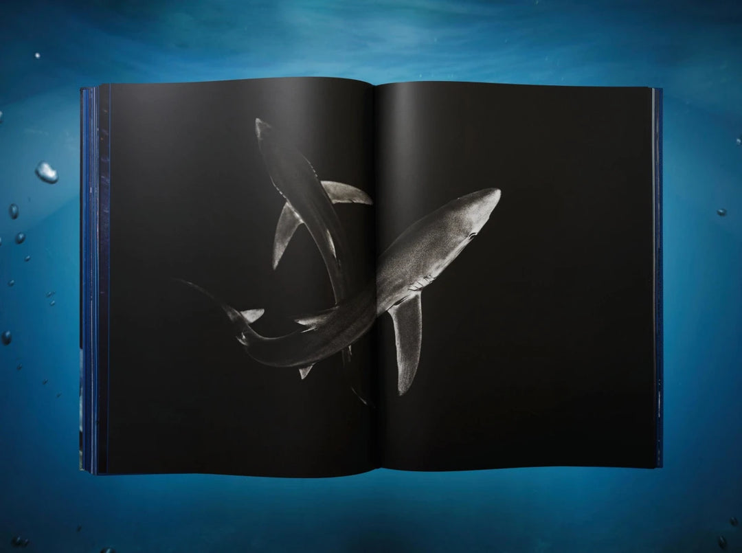 Michael Muller. Sharks – Italian Luxury Interiors Michael Muller. Sharks – Italian Luxury Interiors