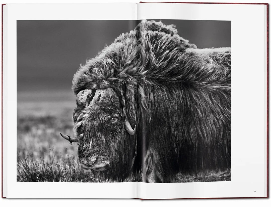 Sebastião Salgado. Genesis. Art Edition No․ 301–400 'Marine Iguana