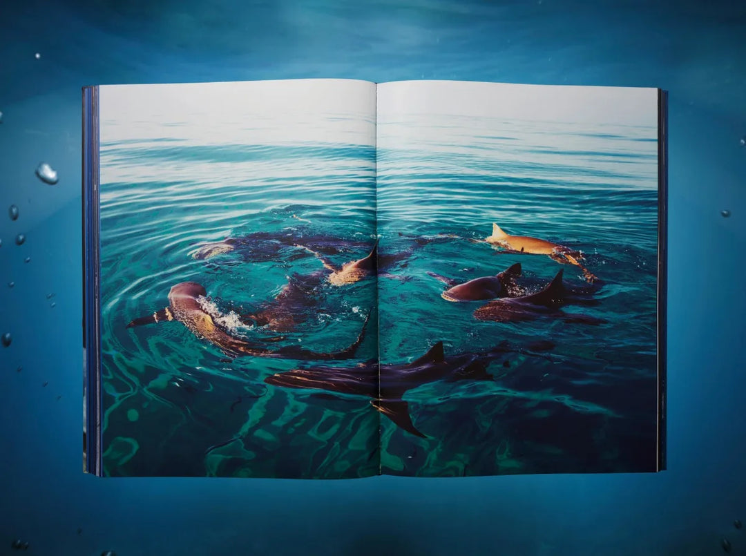Michael Muller. Sharks – Italian Luxury Interiors