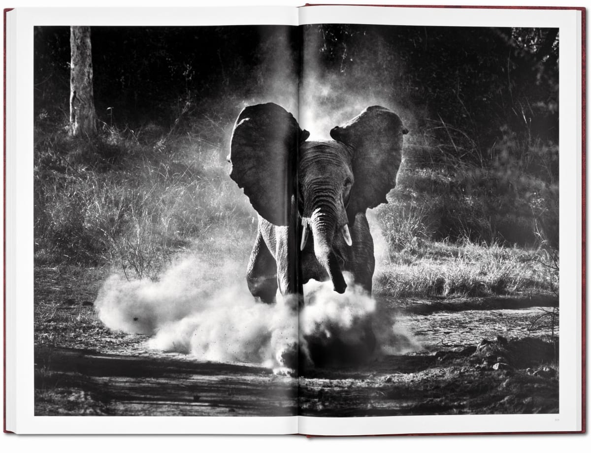 Sebastião Salgado. Genesis. Art Edition No․ 201–300 'Black-Browed