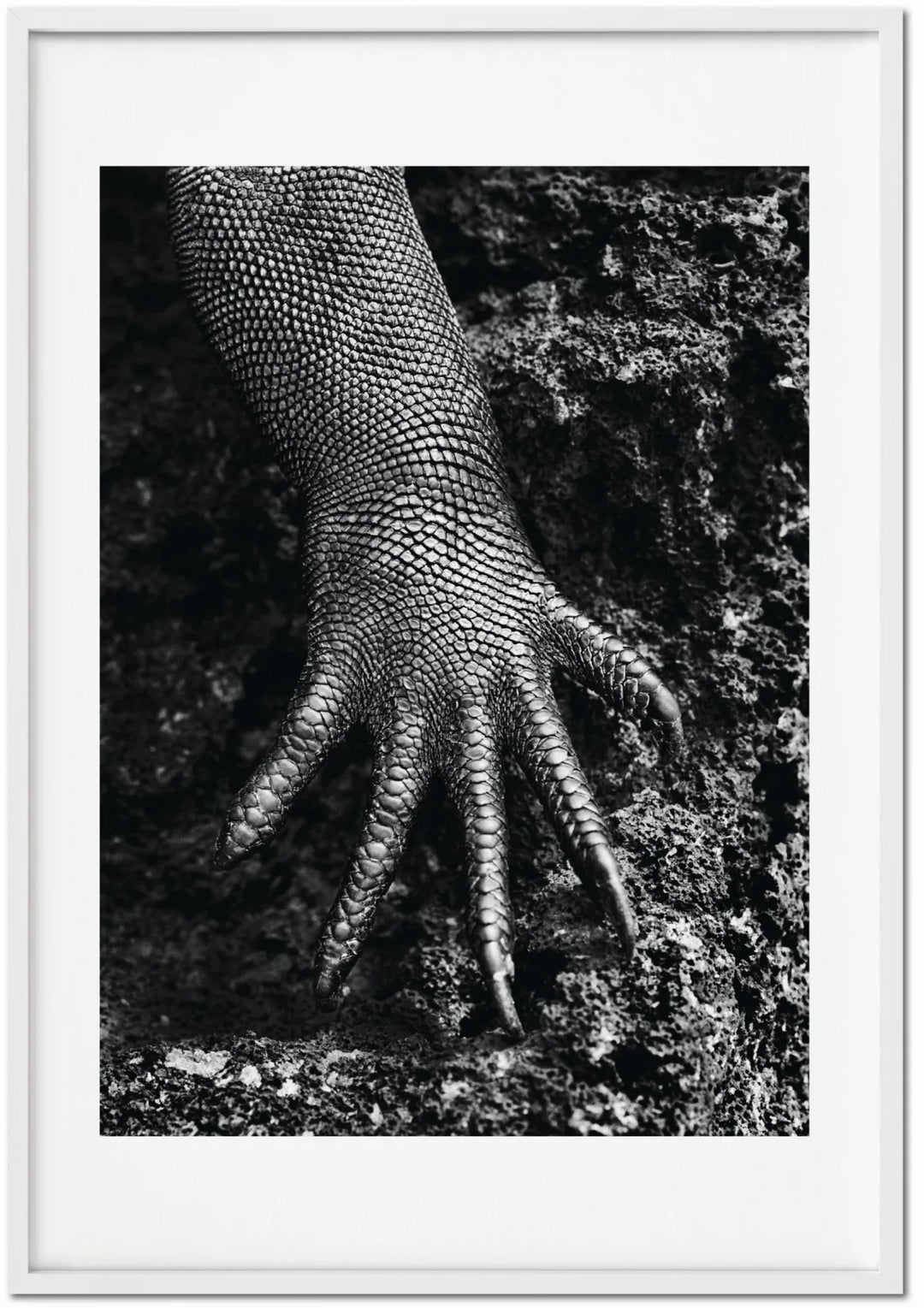 Sebastião Salgado. Genesis. Art Edition No․ 301–400 'Marine Iguana