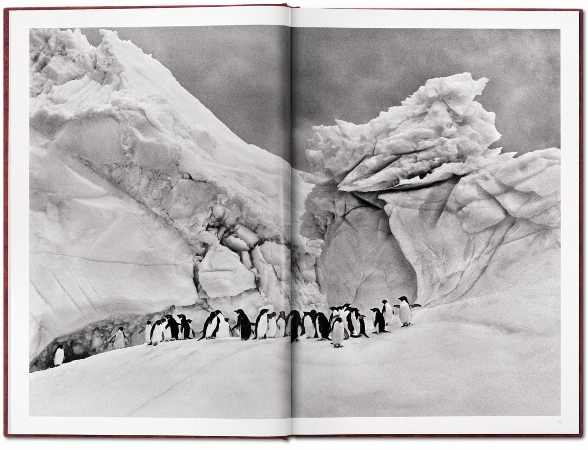 Sebastião Salgado. Genesis. Art Edition No․ 201–300 'Black-Browed