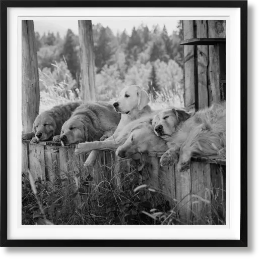 Bruce Weber. The Golden Retriever Photographic Society. Art Edition No․ 1–100 ‘Little Bear Ranch, Montana, 1996’ Print Books Taschen   