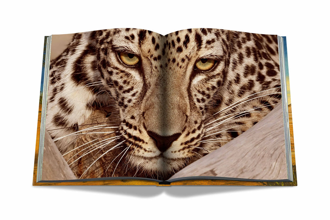 Arabian Leopard (Ultimate) Book Print Books Assouline   