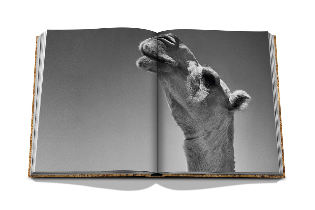 Camels from Saudi Arabia Book Print Books Assouline   