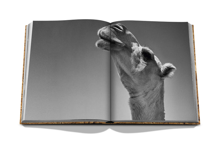 Camels from Saudi Arabia Book Print Books Assouline   
