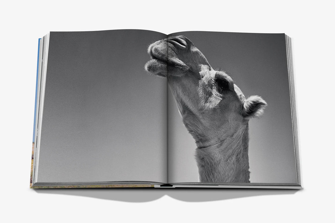 Camels from Saudi Arabia (Classic) Print Books Assouline