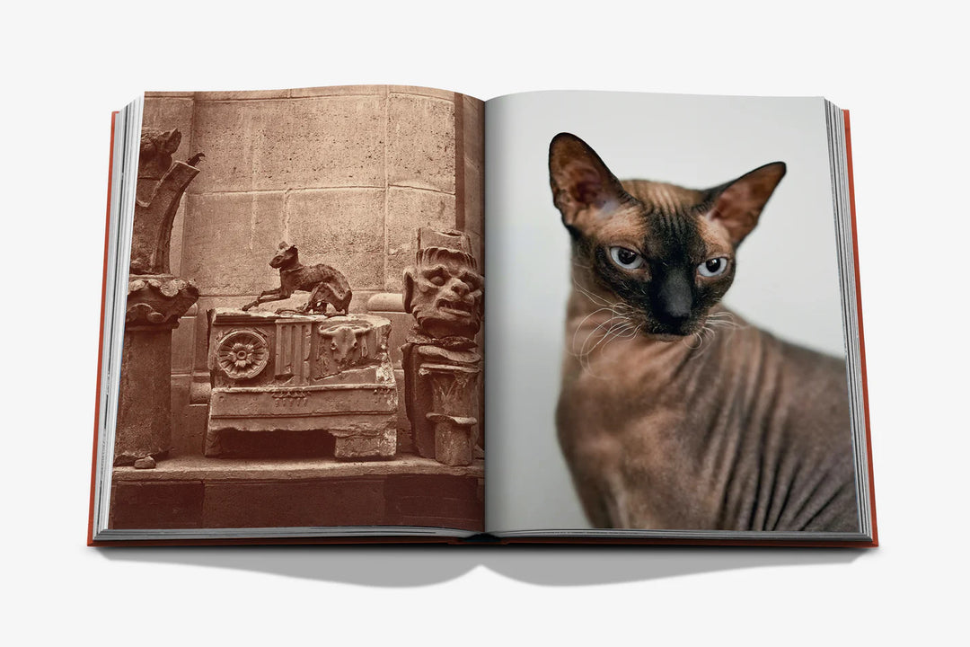 Chic Cats Book Print Books Assouline