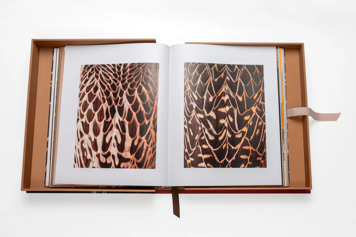 Falcons from Saudi Arabia Book Print Books Assouline