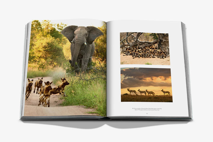 Londolozi: The Safari that Changed Everything Book Print Books Assouline