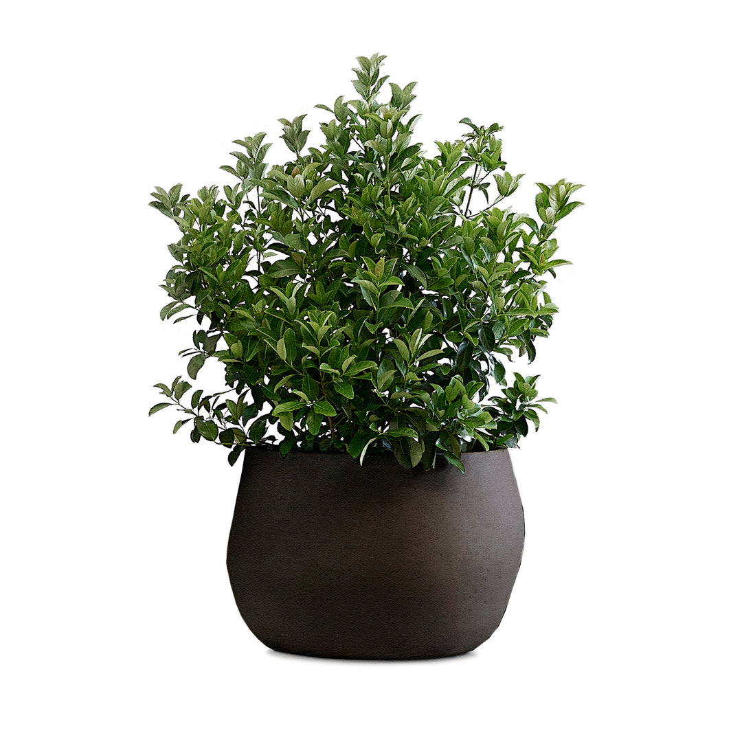 Pebble Planter – Small Outdoor Planters Indigenus