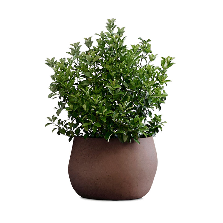 Pebble Planter – Small Outdoor Planters Indigenus