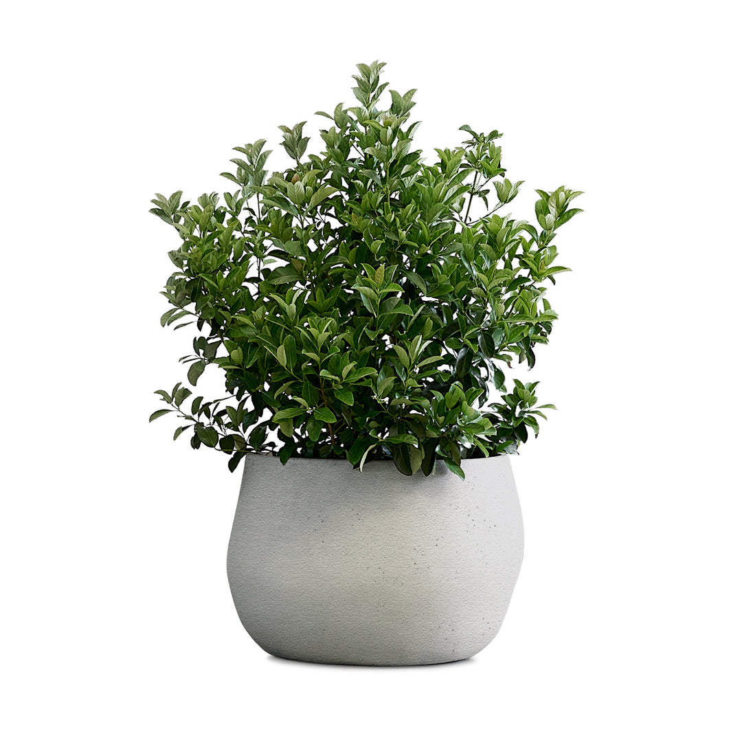 Pebble Planter – Small Outdoor Planters Indigenus