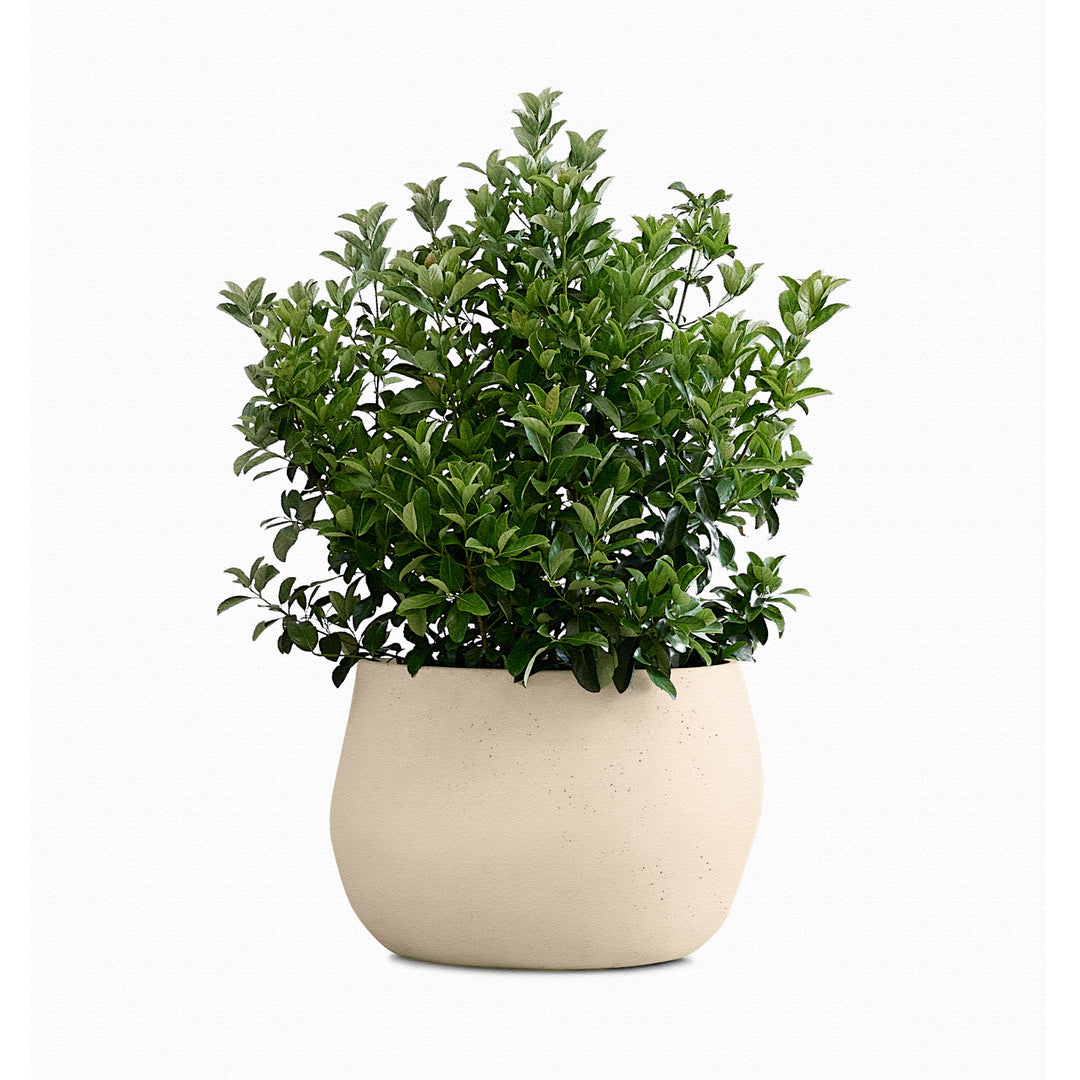 Pebble Planter – Small Outdoor Planters Indigenus