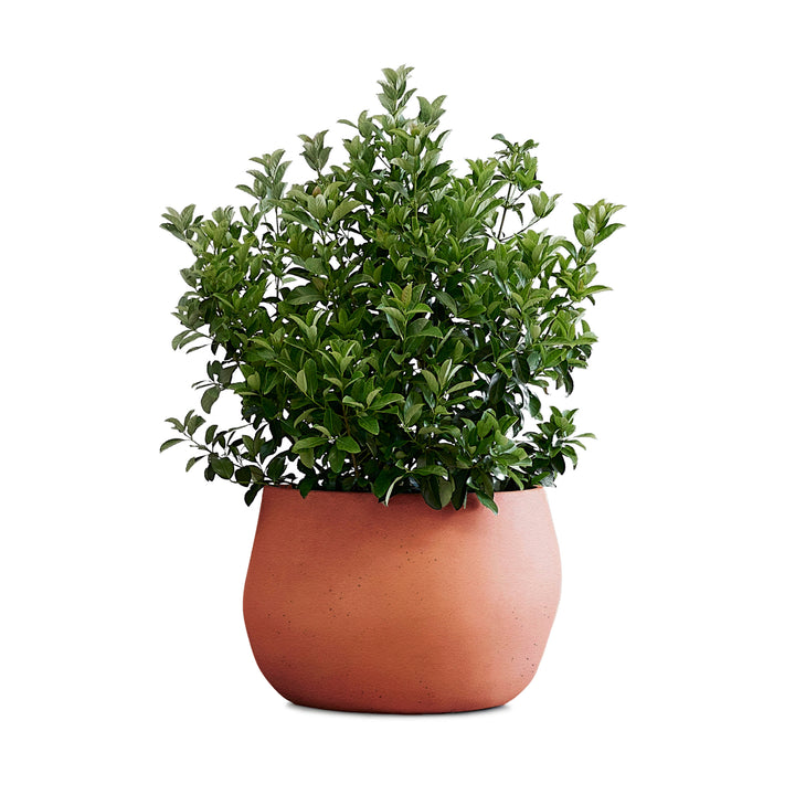 Pebble Planter – Small Outdoor Planters Indigenus