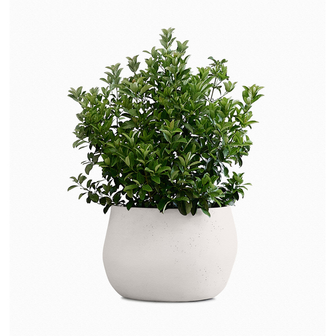 Pebble Planter – Small Outdoor Planters Indigenus