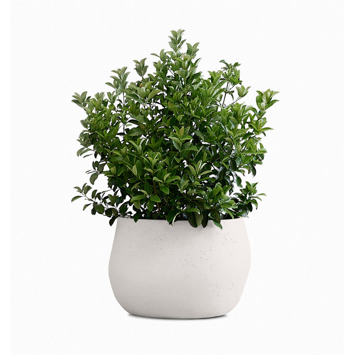 Pebble Planter – Small Outdoor Planters Indigenus