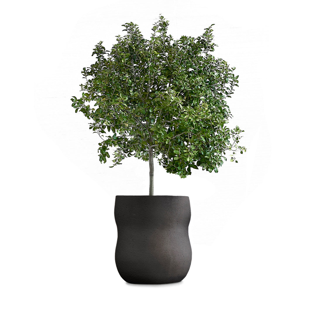 Pebble Planter – Medium Outdoor Planters Indigenus Black