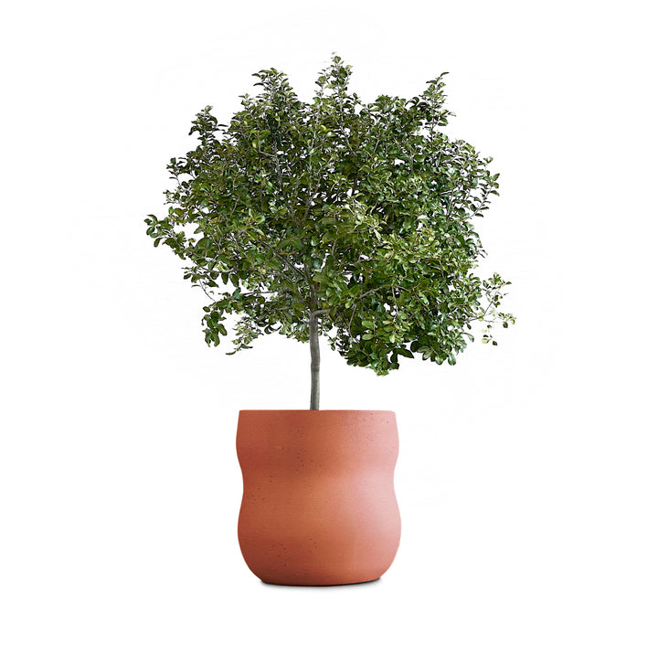 Pebble Planter – Medium Outdoor Planters Indigenus Terracota