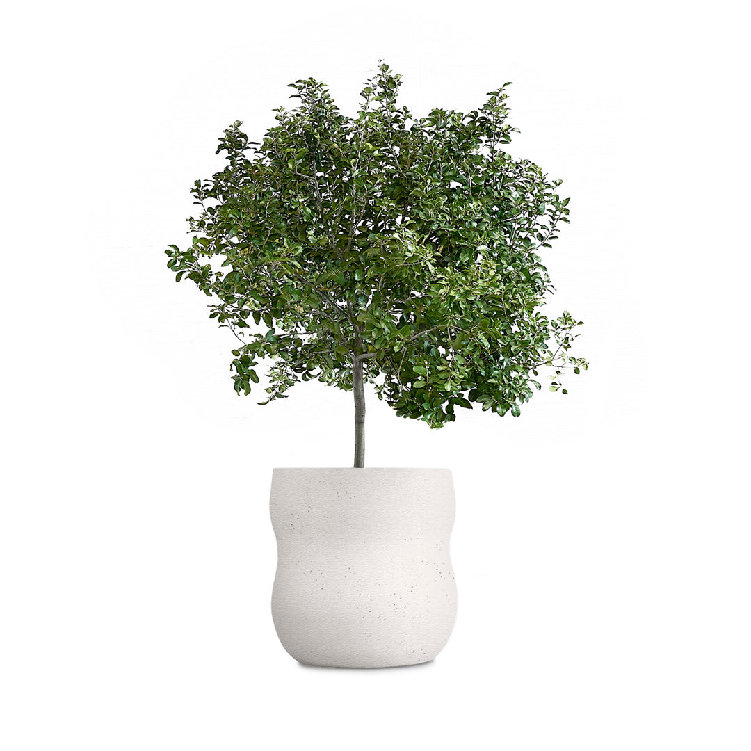 Pebble Planter – Medium Outdoor Planters Indigenus White