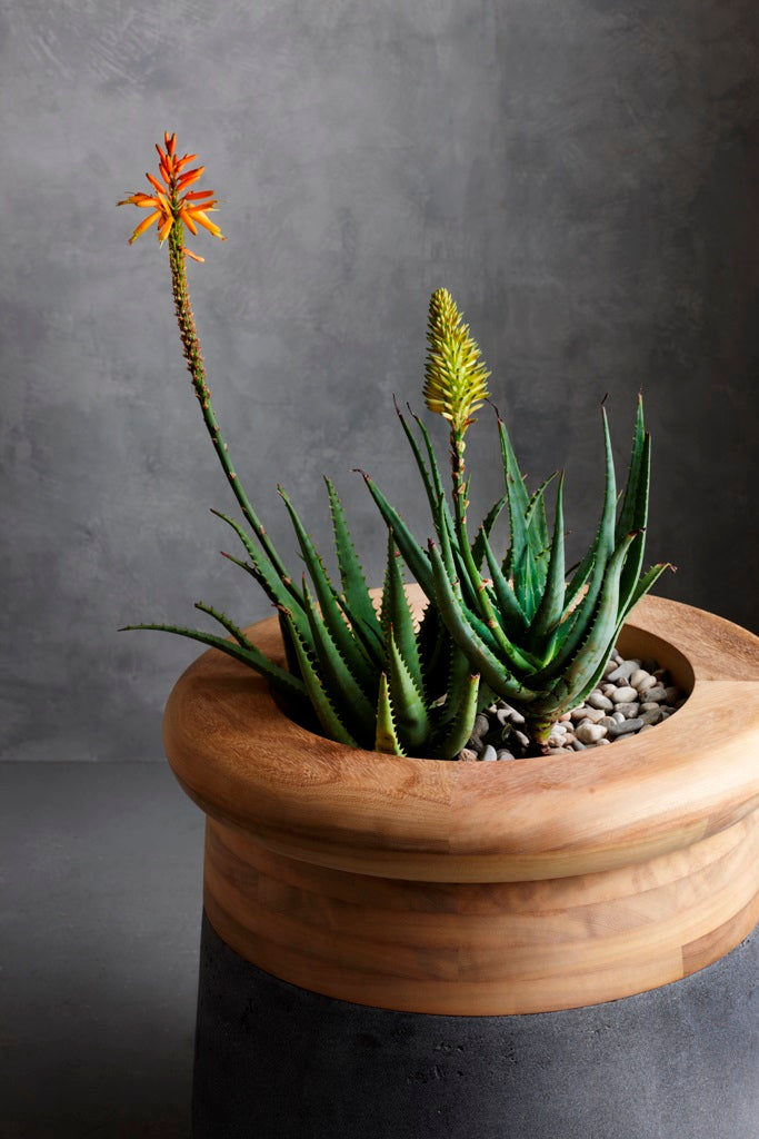 Soma Wood Planter – Small Outdoor Planters Indigenus