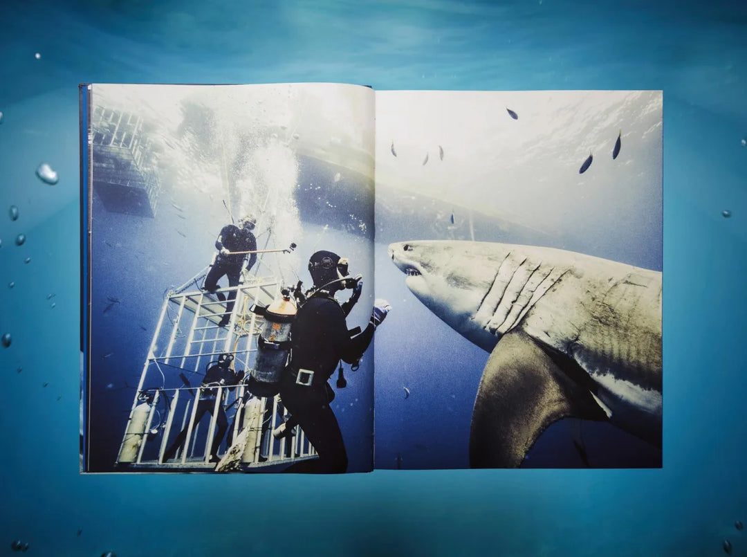 Michael Muller. Sharks – Italian Luxury Interiors