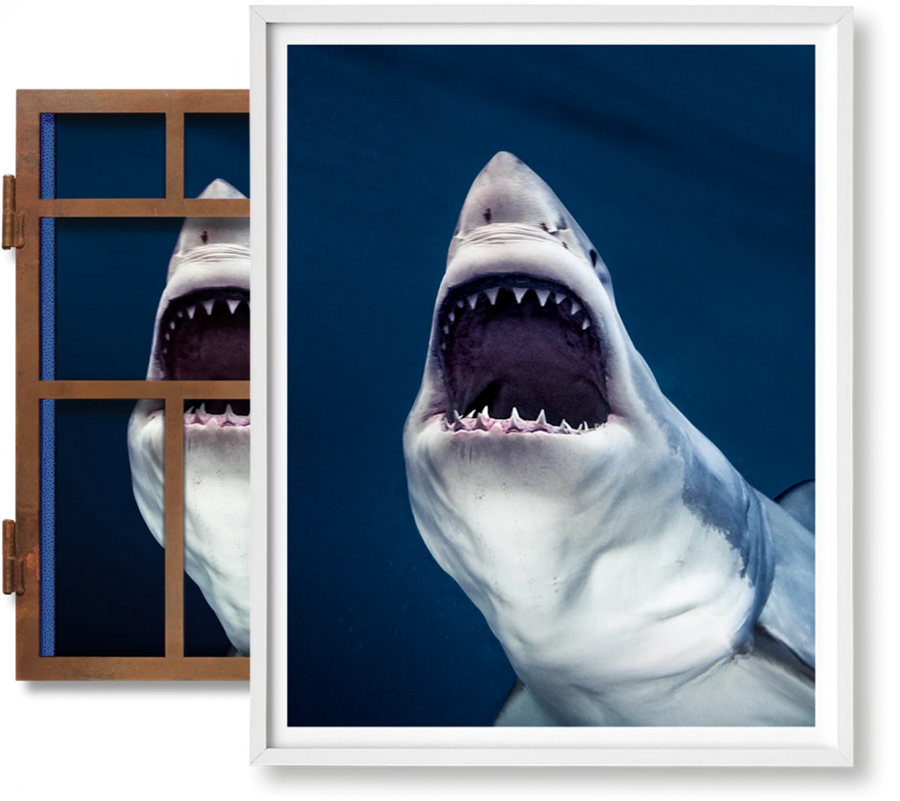 Michael Muller. Sharks, Art Edition No․ 1–100 ‘Tear You Apart’ Print Books Taschen   