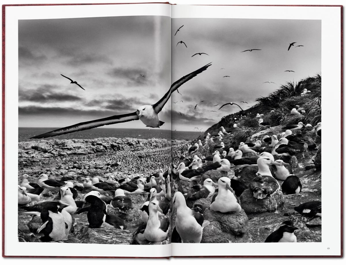 Sebastião Salgado. Genesis. Art Edition No․ 201–300 'Black-Browed