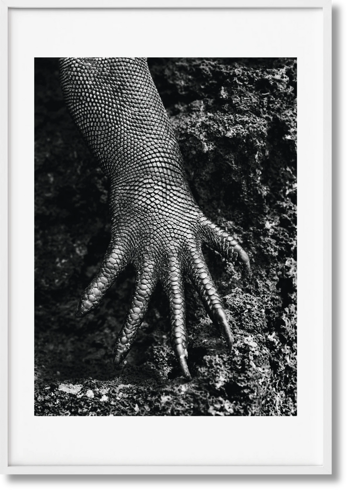 Sebastião Salgado. Genesis. Art Edition No․ 301–400 'Marine Iguana Sebastião Salgado. Genesis. Art Edition No․ 301–400 'Marine Iguana