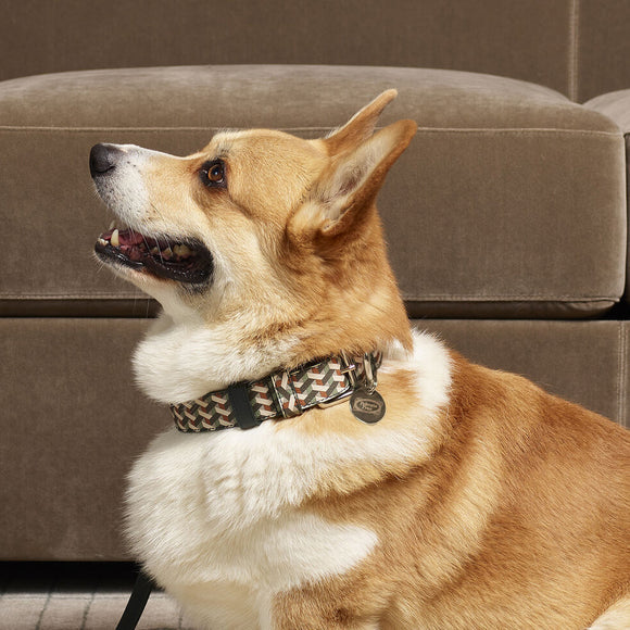 Dog Collar Poltrona Frau