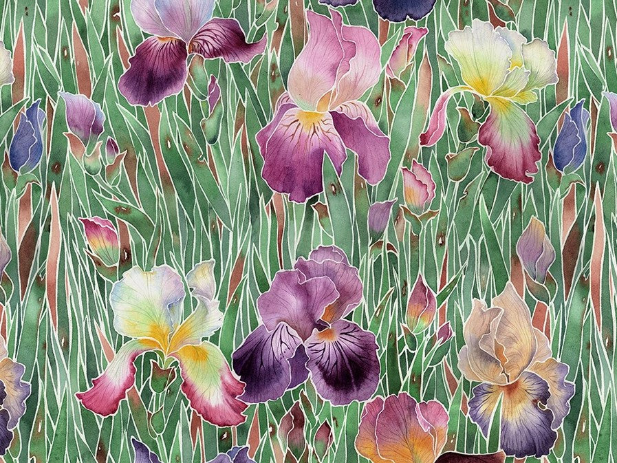 Iris Garden Wallpaper Wallpaper Absoluta   