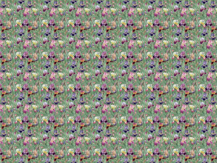 Iris Garden Wallpaper Wallpaper Absoluta   