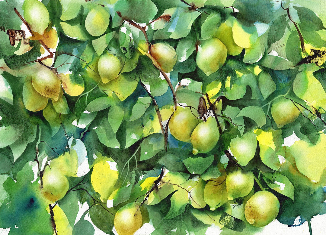 Limoni Wallpaper Wallpaper Absoluta   